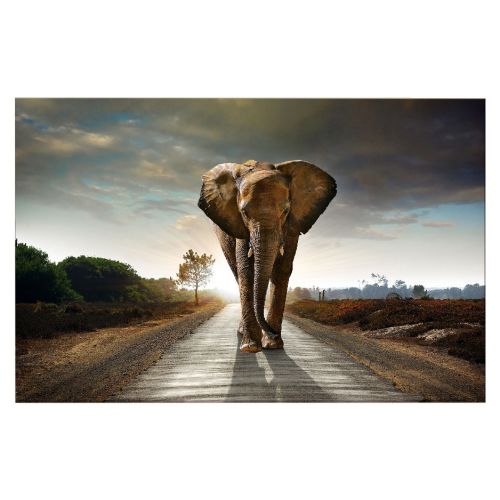 EPIKASA Stampa su Tela Elefante - Multicolore 150x3x100 cm