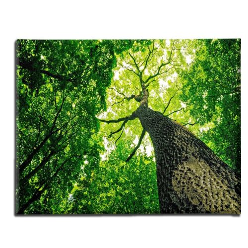 EPIKASA Canvas Print Tree - Multicolor 70x3x45 cm